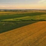 canola-field-aerial_iStock-868708146-720x300